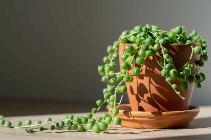 string of pearls plant care string of pearls plant care