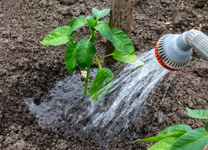 how to water plants correctly how to water plants correctly