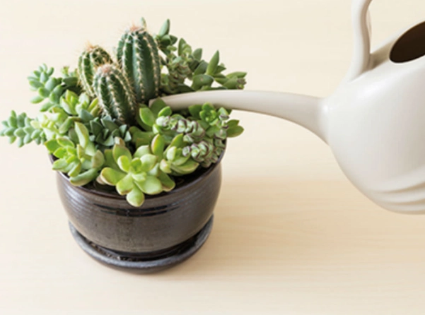 how often to water succulents
