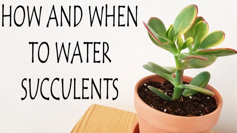 how often to water succulents