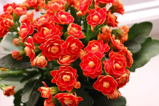 how to care for kalanchoe how to care for kalanchoe