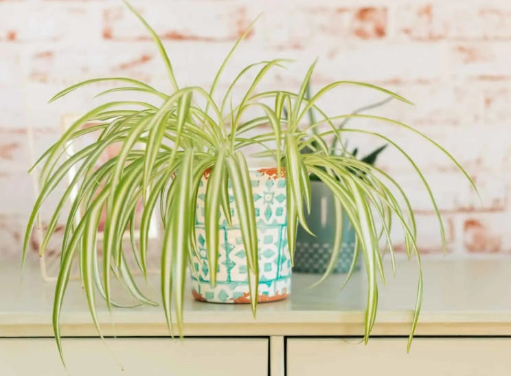 Chlorophytum comosum