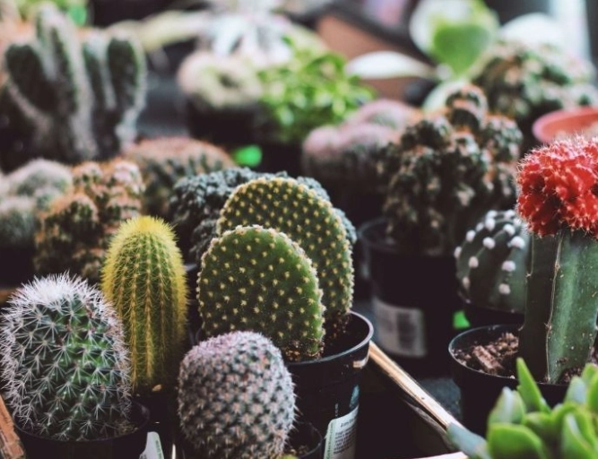 how to care for a cactus how to care for a cactus