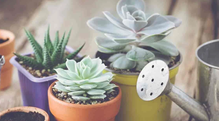 succulent watering guide