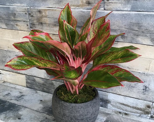 Chinese Evergreen plant