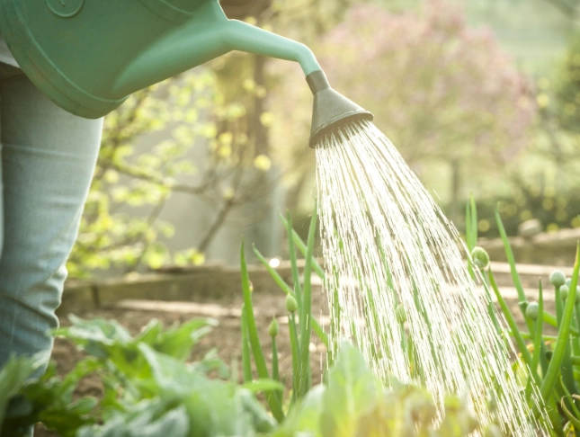 how to water plants correctly how to water plants correctly