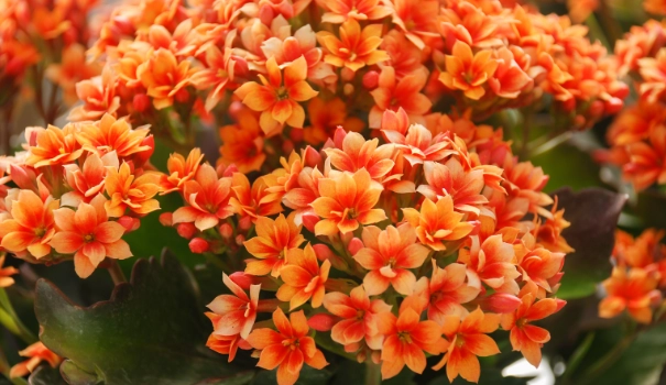 kalanchoe blooming