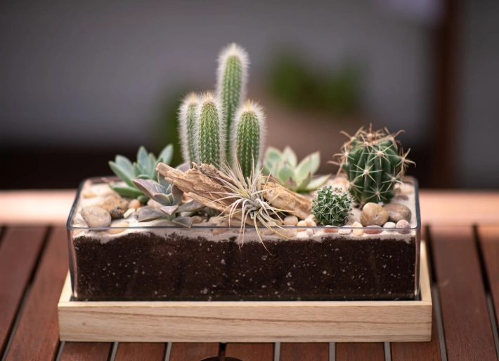 how to care for a cactus how to care for a cactus
