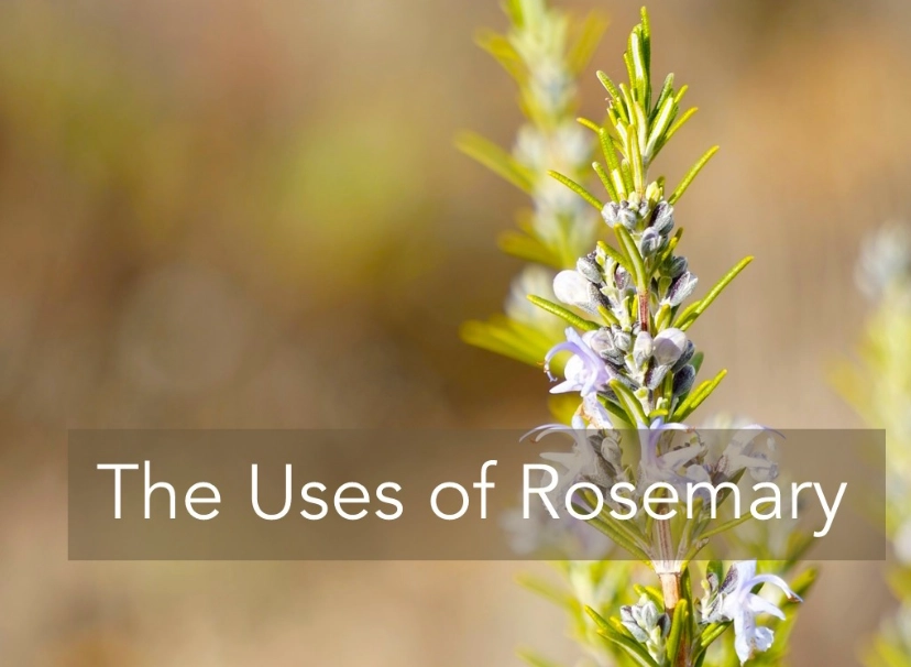 how to use rosemary