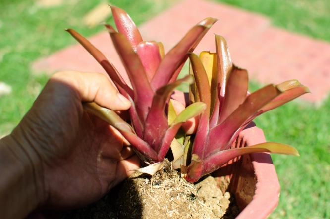 bromeliad plant care bromeliad plant care