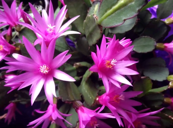 how to repot cactus in spring