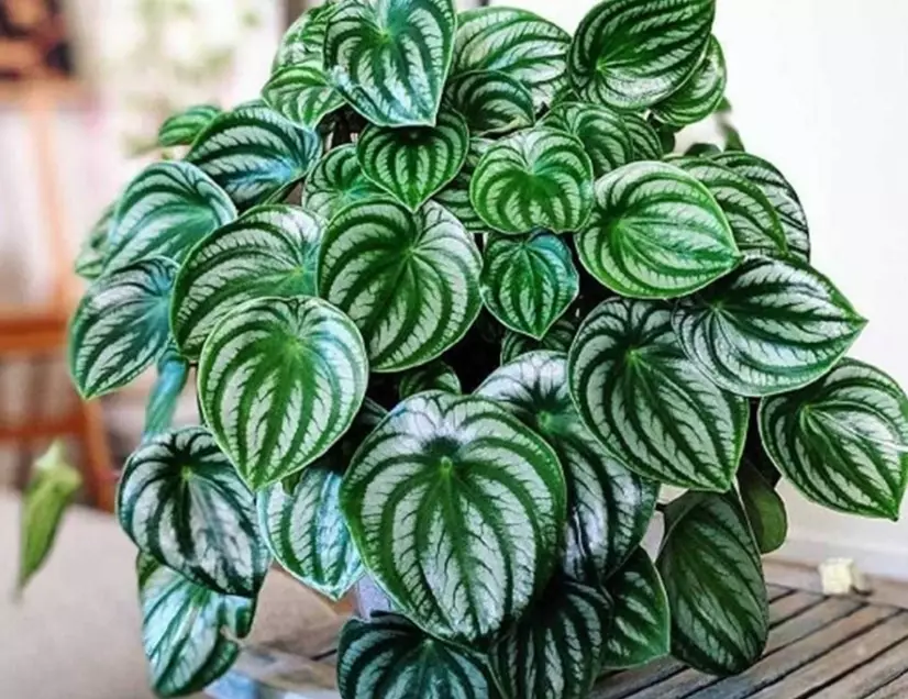 peperomia plant care