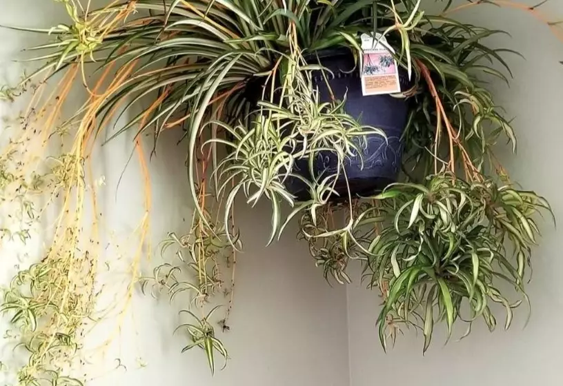spider plant care