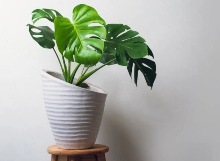 low light indoor plants