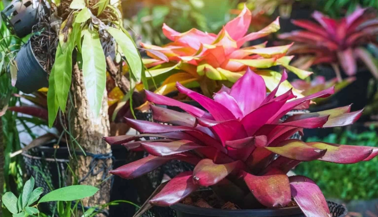 bromeliad care bromeliad care