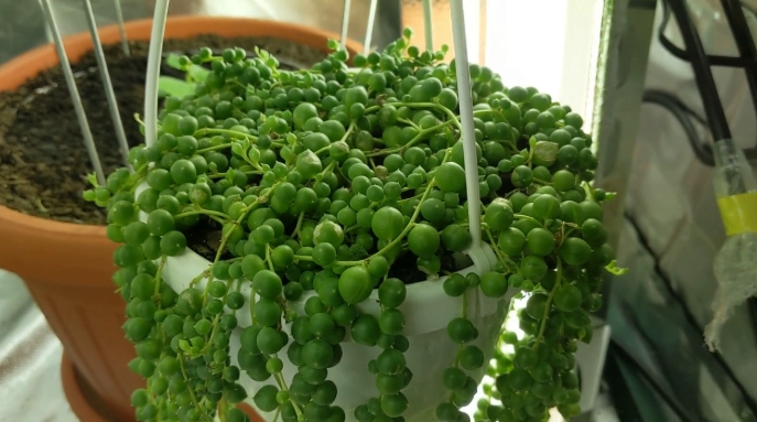 grow string of pearls from cuttings