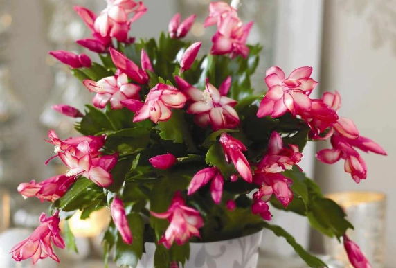 christmas cactus care