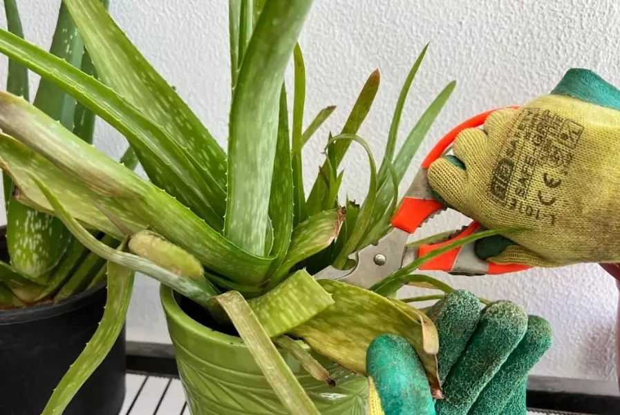 how to grow aloe vera