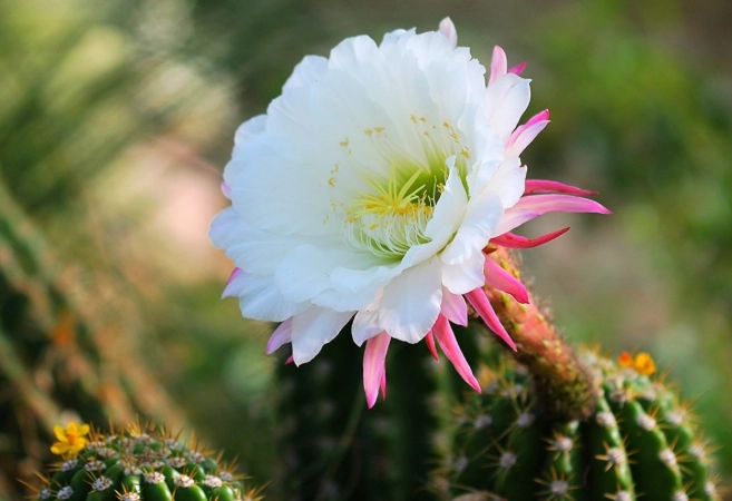 when to water cactus in spring