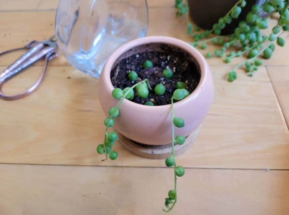 pearls plant cuttings