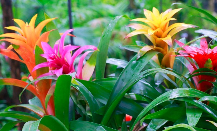 how to care for bromeliads how to care for bromeliads