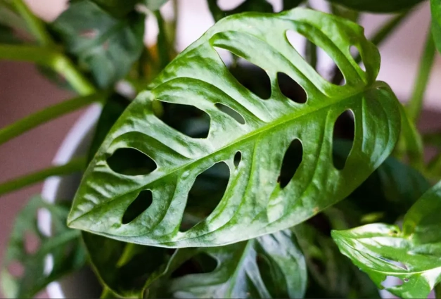 how to propagate Monstera adansonii