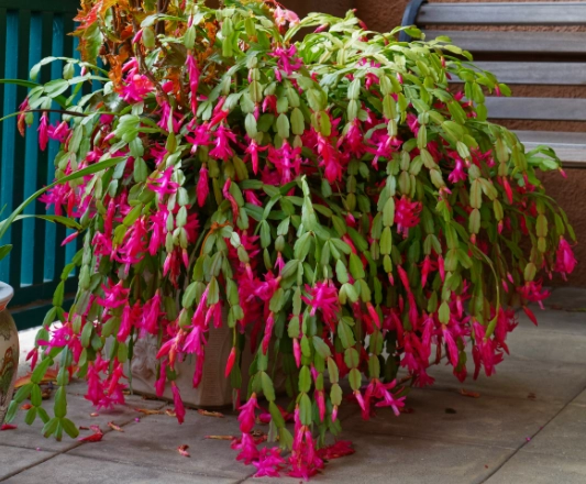 christmas cactus care