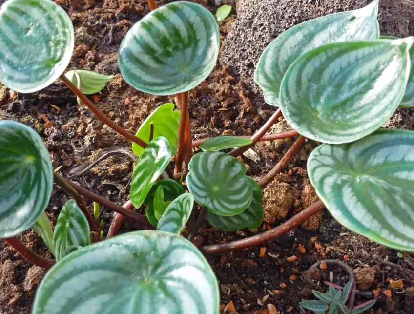 how to propagate peperomia