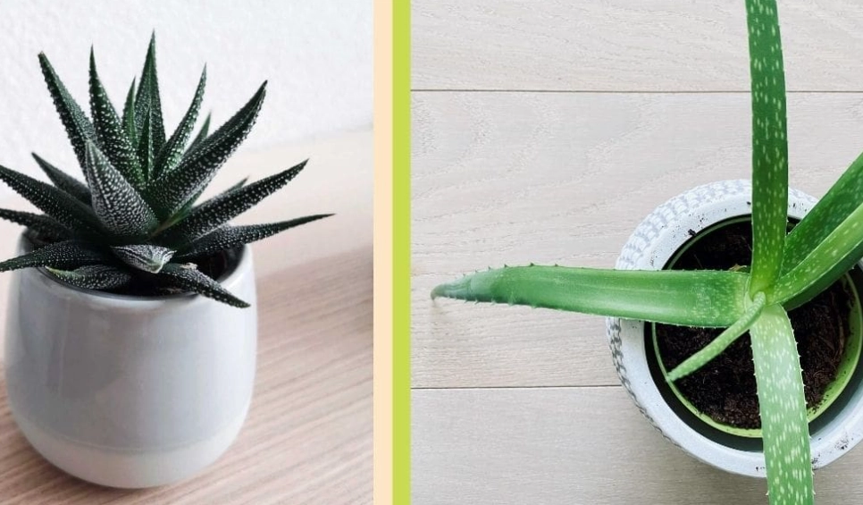 aloe vera plant care