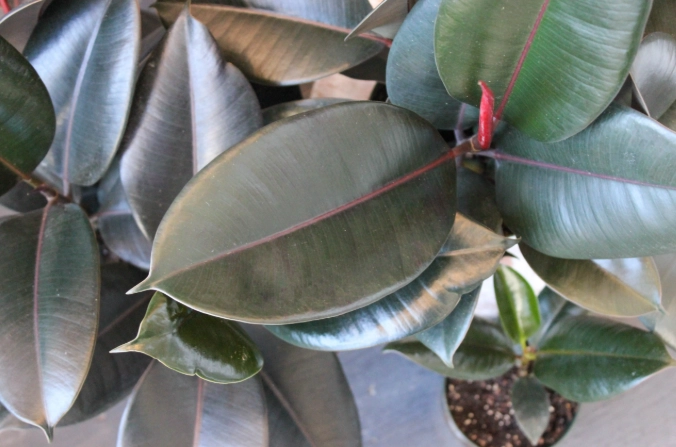 rubber plant care