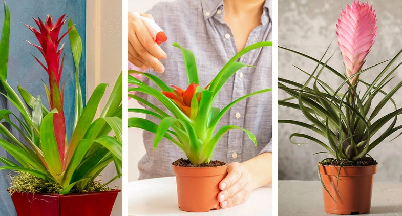 bromeliad care bromeliad care