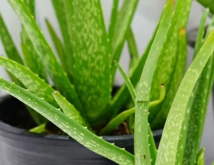 aloe vera watering