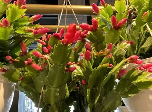 holiday cactus flowering