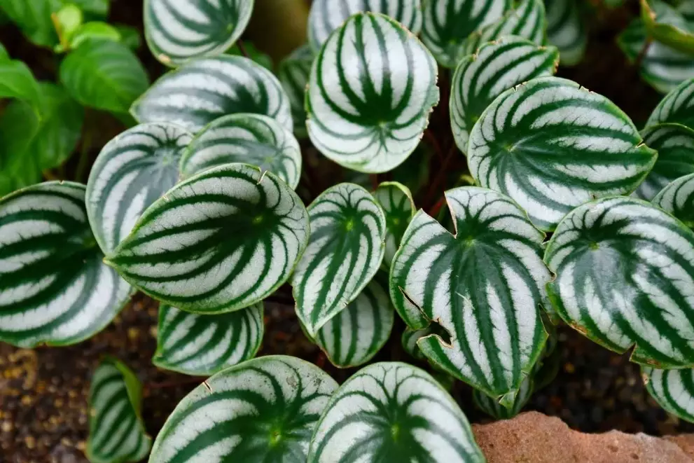 peperomia varieties