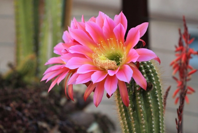how to repot cactus in spring