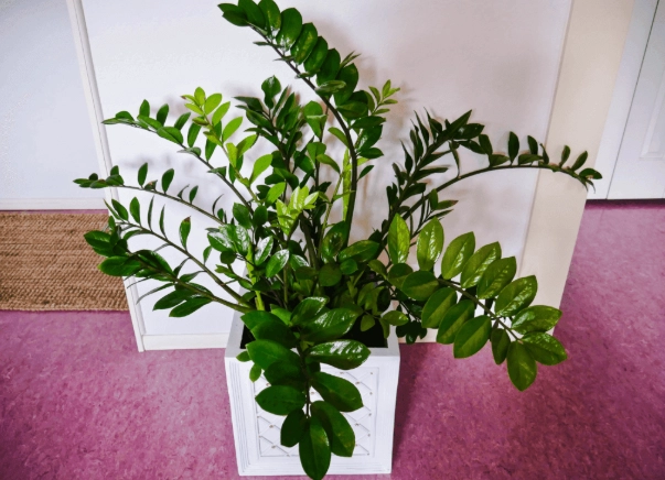 zamioculcas zamiifolia care