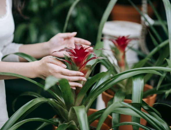 bromeliad care bromeliad care