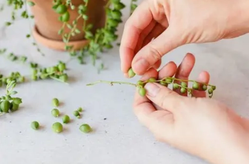 string of pearls propagation