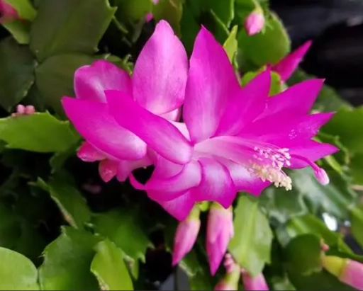 christmas cactus care