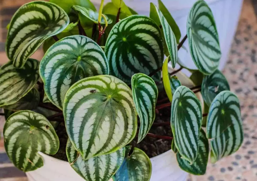 peperomia varieties