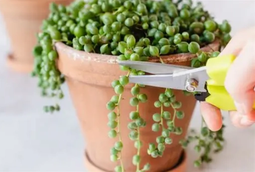 string of pearls propagation
