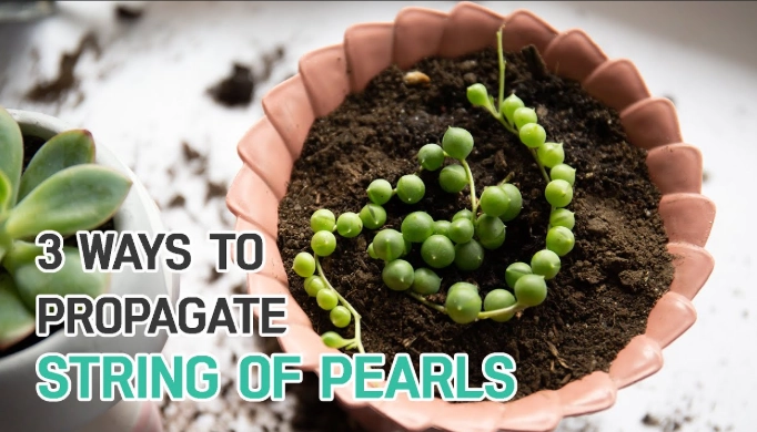 grow string of pearls from cuttings