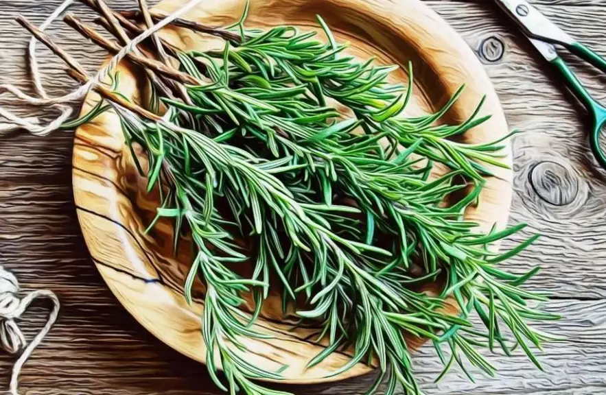rosemary plant uses rosemary plant uses