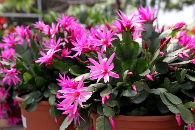 how to repot cactus in spring