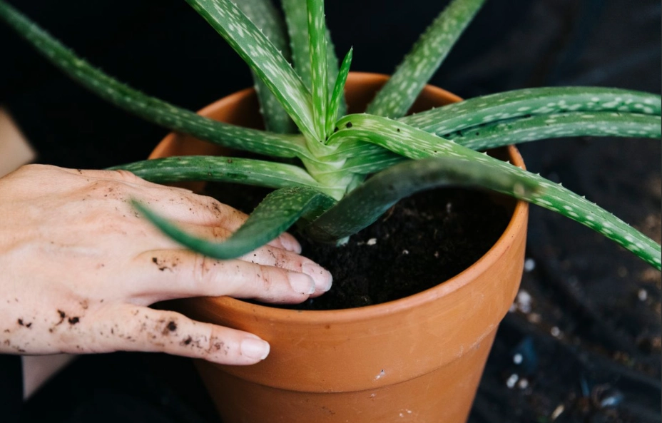 aloe vera plant care