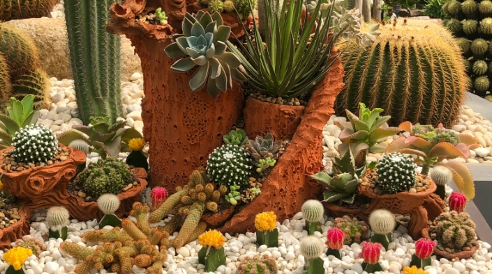 cactus planter
