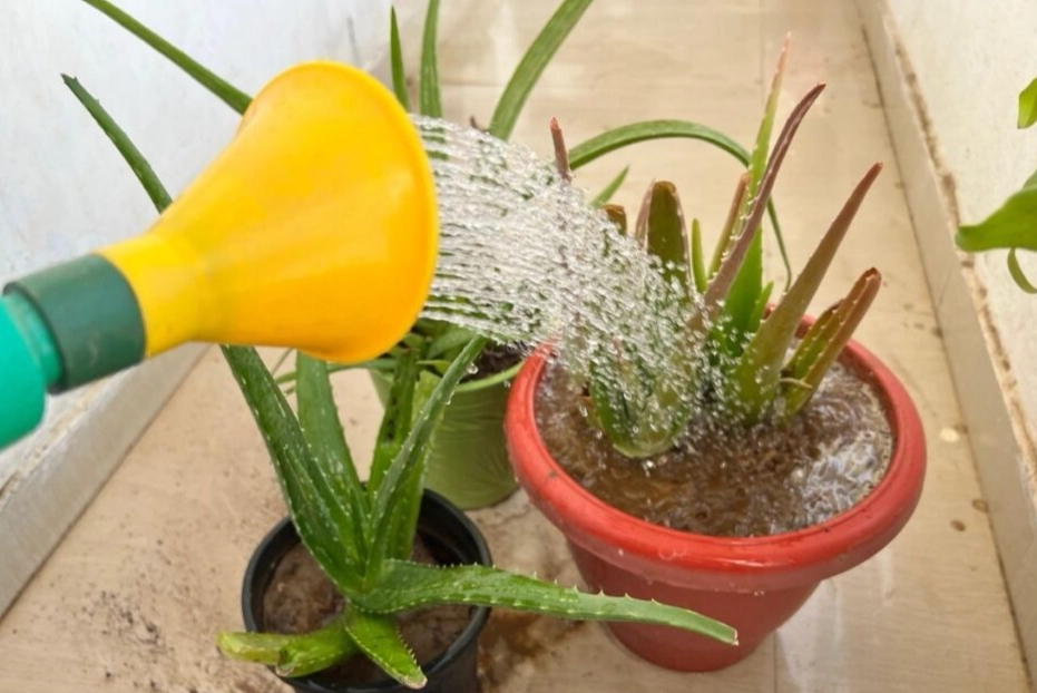 how to grow aloe vera