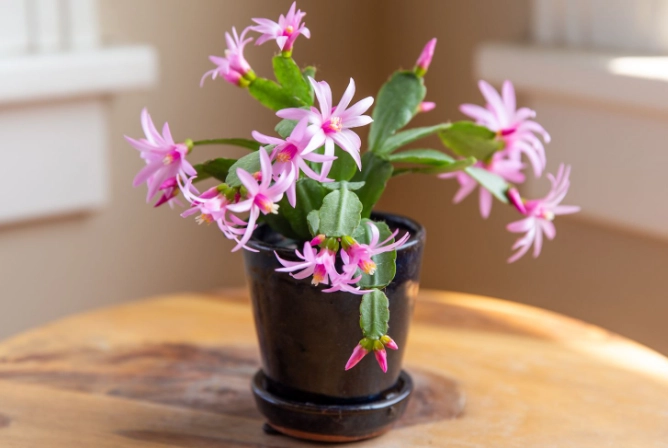 when to water cactus in spring