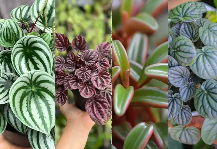 how to propagate peperomia