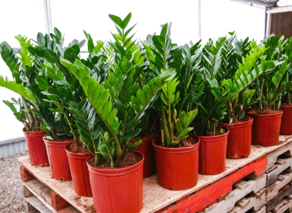 zamioculcas zamiifolia care